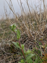 Arabis recta