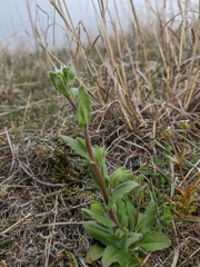 Arabis recta