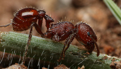 Pogonomyrmex huachucanus