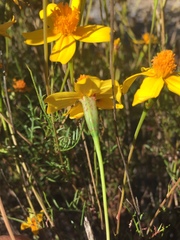 Tagetes linifolia