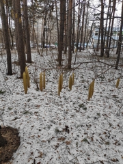 Corylus avellana