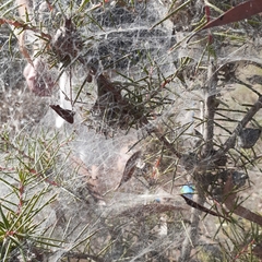Araneae