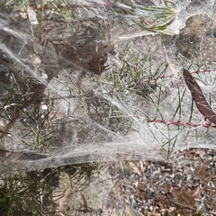 Araneae