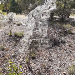 Araneae