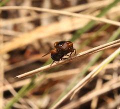 Cyphipelta rufocyanea