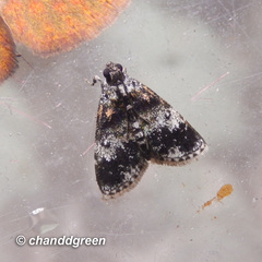 Salma ridiculalis