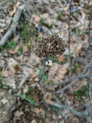 Allium decipiens quercetorum
