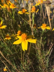 Tagetes linifolia