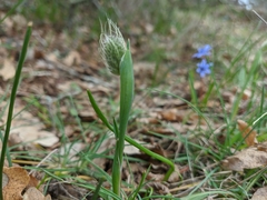 Alopecurus vaginatus