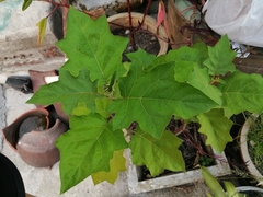 Solanum lasiocarpum