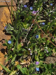 Buglossoides incrassata