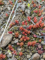 Sedum cespitosum