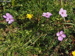 Erodium acaule