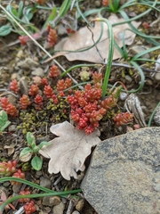 Sedum cespitosum