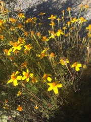 Tagetes linifolia