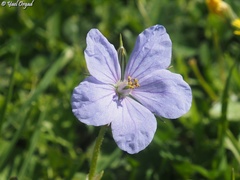 Erodium gruinum