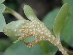 Puccinia albescens