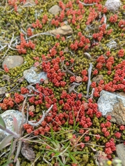 Sedum cespitosum