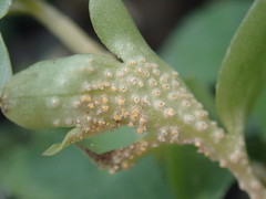 Puccinia albescens