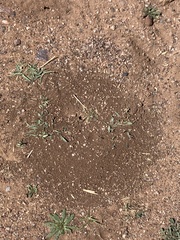Pogonomyrmex huachucanus
