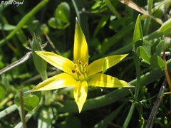 Gagea commutata