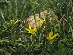 Gagea commutata