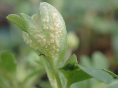 Puccinia albescens