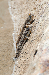 Gold-Spotted Mudskipper photo 2
