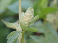 Puccinia albescens