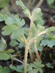 Puccinia albescens