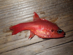 Apogon maculatus