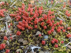 Sedum cespitosum