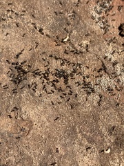 Pheidole ceres