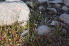 Eriocaulon aquaticum