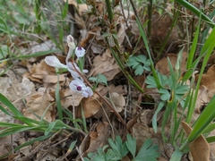 Corydalis paczoskii