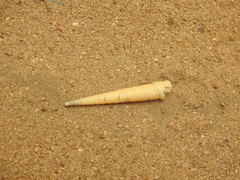 Terebra