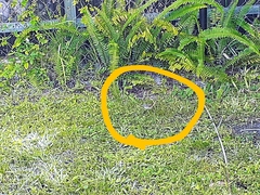 Setophaga palmarum palmarum