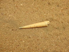 Terebra
