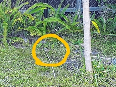 Setophaga palmarum palmarum