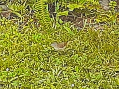 Setophaga palmarum palmarum