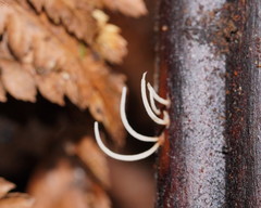 Pterulicium gracile