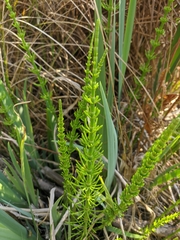 Equisetum × litorale