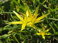 Gagea commutata