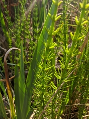 Equisetum × litorale