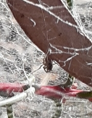 Araneae
