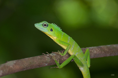 Green Crested Lizard photo 4