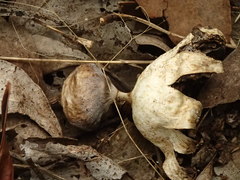 Geastrum pectinatum
