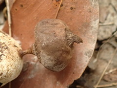 Geastrum pectinatum