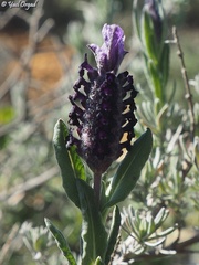 Lavandula stoechas