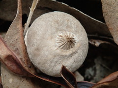Geastrum pectinatum